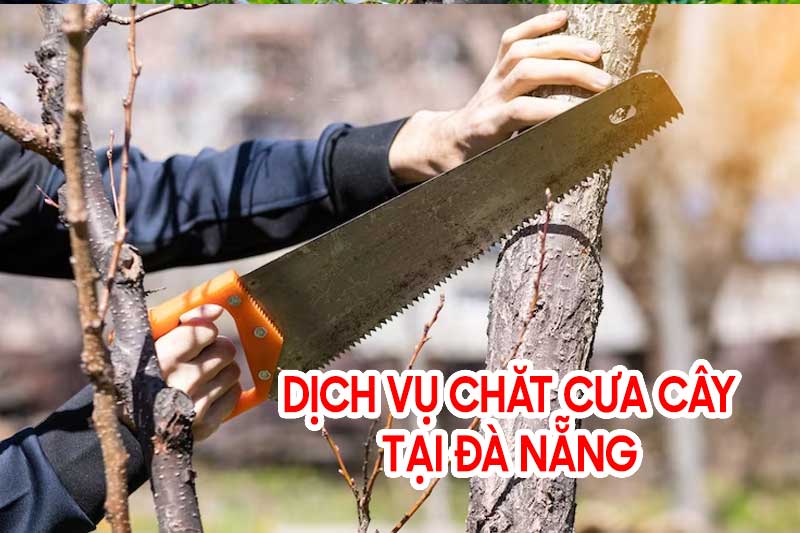 Cắt tỉa cành cây tại Đà Nẵng