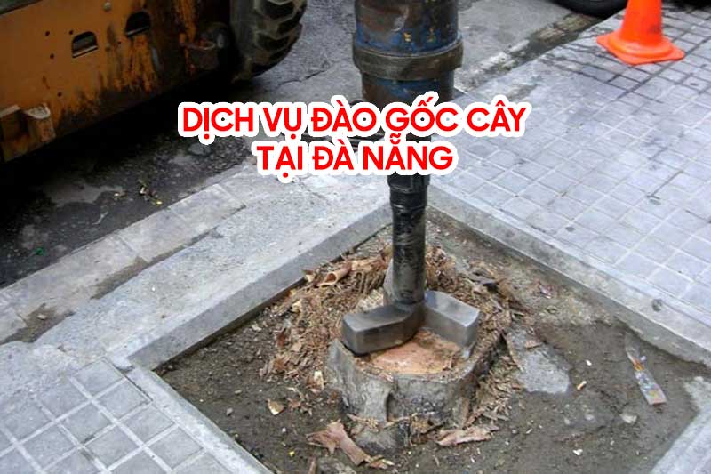 Dịch vụ đào gốc cây tại Đà Nẵng