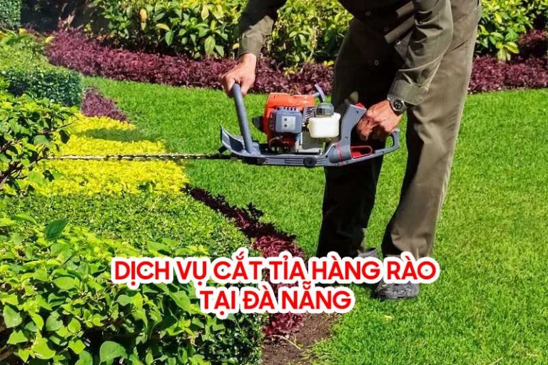 Dịch vụ cắt tỉa hàng rao tại Đà Nẵng