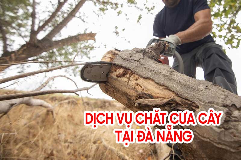 Dịch vụ chặt cây, cưa cây, cắt tỉa cành cây tại Đà Nẵng