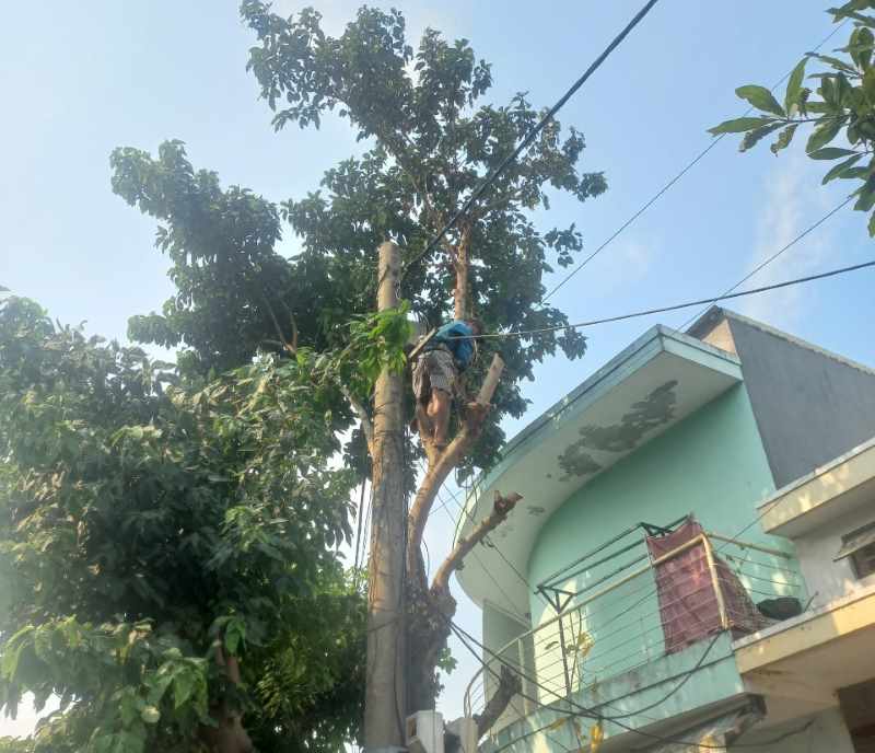 Cắt hạ cây xanh, chặt cây tại Đà Nẵng