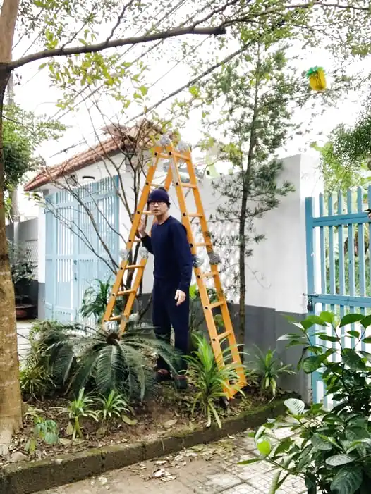 Dịch vụ lặt, tuốt lá mai tại Đà Nẵng