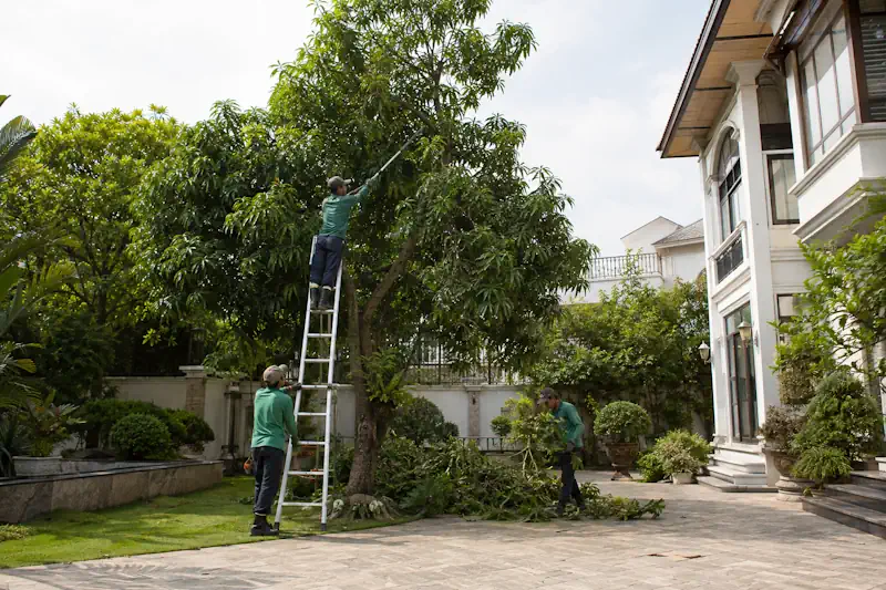 Giá cắt tỉa cây xoài - hình ảnh đang cắt tỉa
