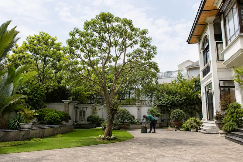 Giá cắt tỉa cây xoài - hình ảnh sau cắt tỉa