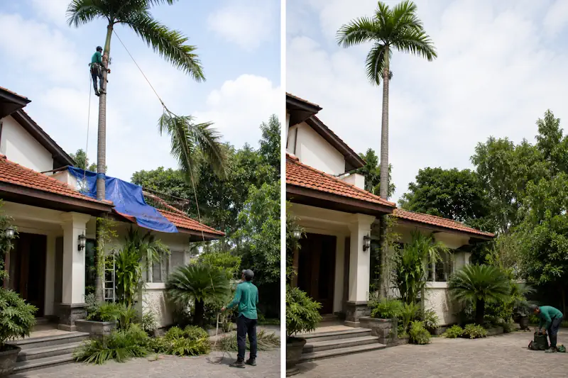 Cắt tỉa cây cau vua cao khoảng 9m có cành nằm trên mái tại Đà Nẵng